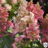 Hydrangea paniculata 'Candlelight' - Aedhortensia 'Candlelight' C2/2L